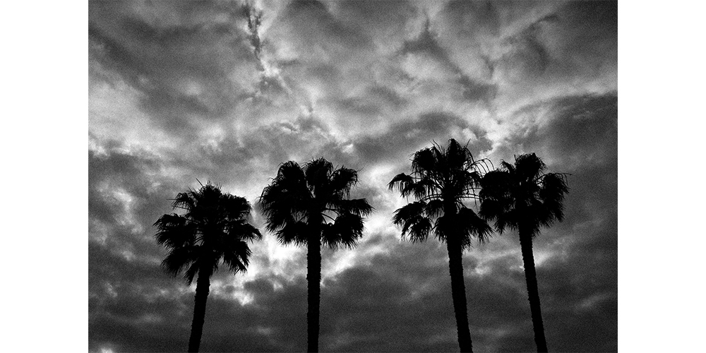 Palms under marine air